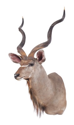 Lot Taxidermy: Cape Greater Kudu (Strepsiceros...