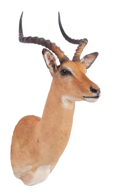 Lot 402 - Taxidermy: Common Impala (Aepyceros Melampus)...