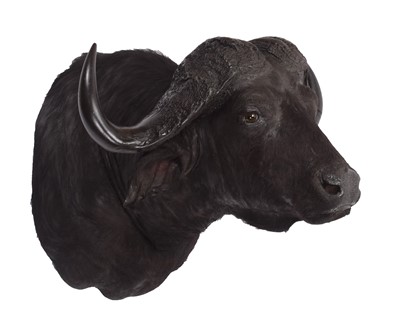 Lot Taxidermy: Cape Buffalo (Syncerus caffer),...