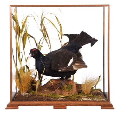 Lot 236 - Taxidermy: A Cased Black Grouse (Lyrurus...