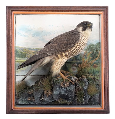 Lot 10 - Taxidermy: A Wall Cased Peregrine Falcon...