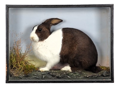 Lot Taxidermy: A Cased Pet Rabbit "Ginny"...
