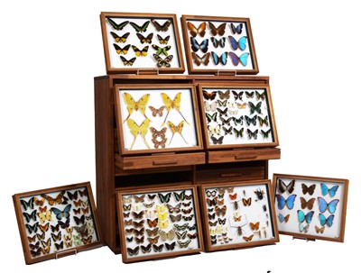 Lot Entomology: A Large Collection of European &...