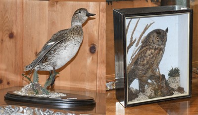 Lot 1247 - Taxidermy: An Early 20th Century Cased...