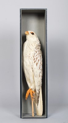 Lot 210 - Taxidermy: A Prepared Gyr or Greenland Falcon...