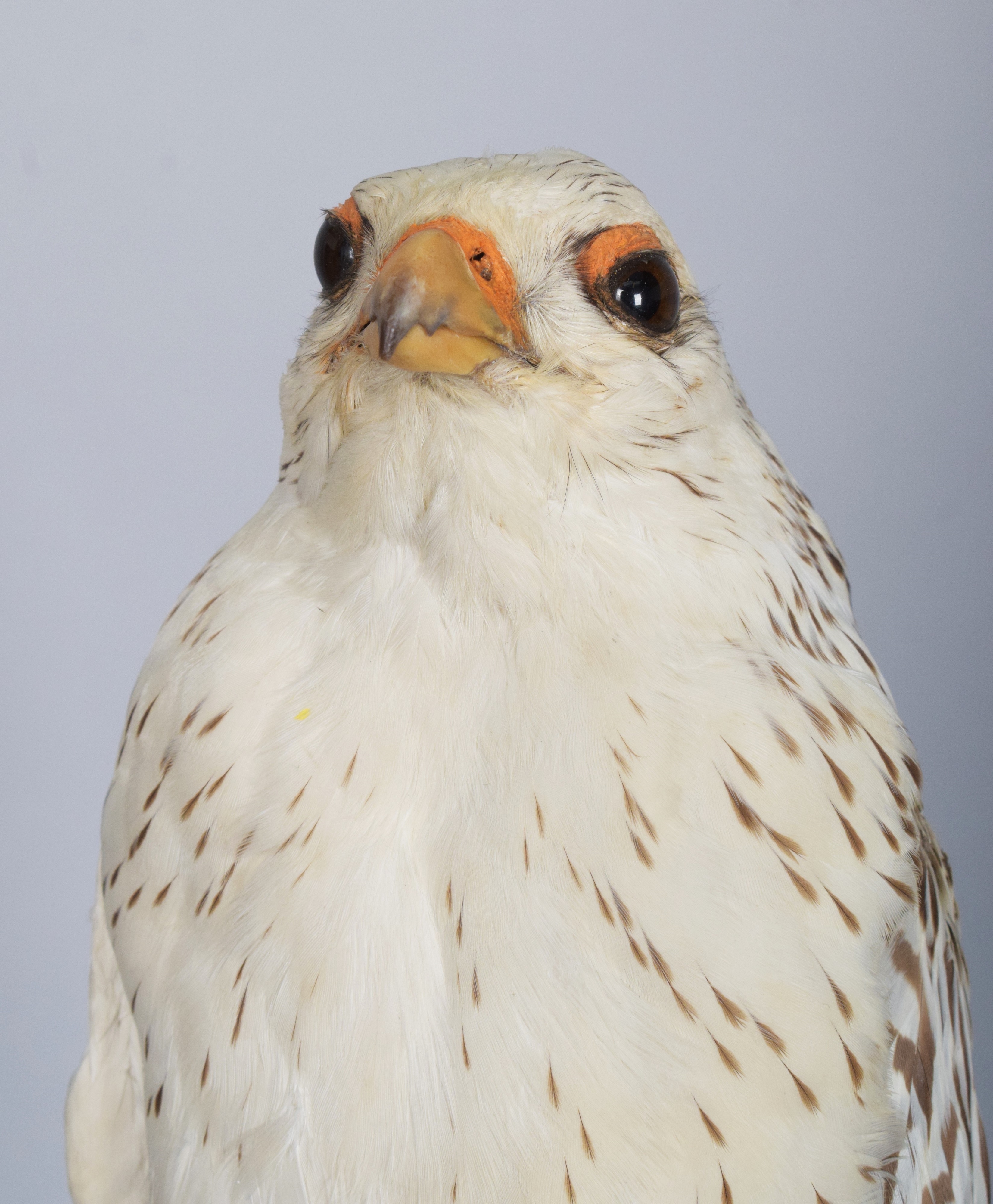 Lot 210 - Taxidermy: A Prepared Gyr or Greenland