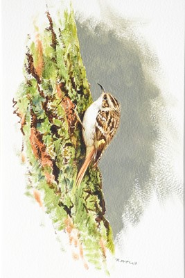 Lot 500 - Rodger McPhail (b.1953) A Tree Creeper Signed,...