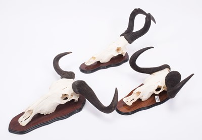 Lot 1309 - Antlers/Horns: A Group of African Game...