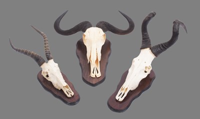 Lot 1239 - Antlers/Horns: A Group of African Game...