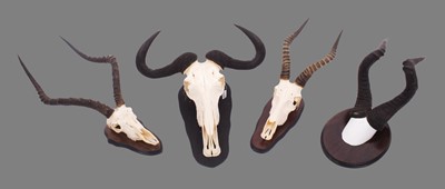 Lot 1132 - Antlers/Horns: A Group of African Game...