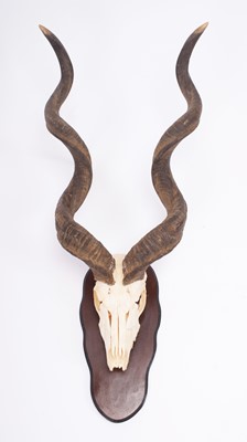 Lot 1310 - Antlers/Horns: Cape Greater Kudu Horns on...