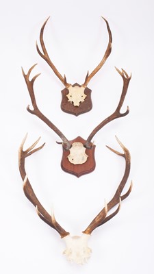 Lot 1308 - Antlers/Horns: Three Sets of Scottish Deer...