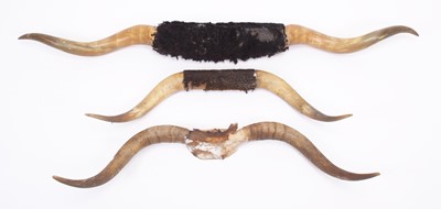 Lot 1313 - Antlers/Horns: Three Sets of Steer Horns,...