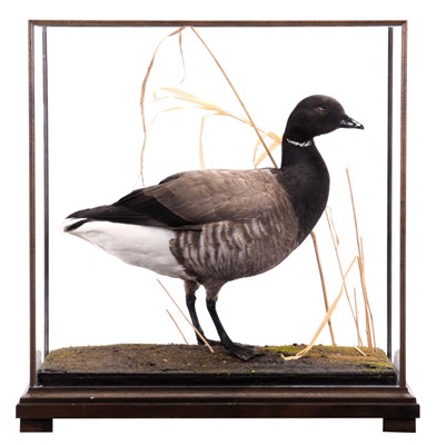 Lot 62 - Taxidermy: A Cased Brent Goose (Branta...