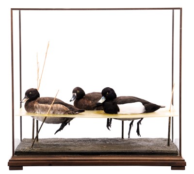 Lot Taxidermy: A Cased Trio of Tufted Ducks (Athya...