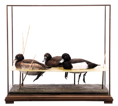 Lot 250 - Taxidermy: A Cased Trio of Tufted Ducks (Athya...