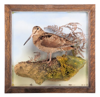 Lot Taxidermy: A Wall Cased European Woodcock...