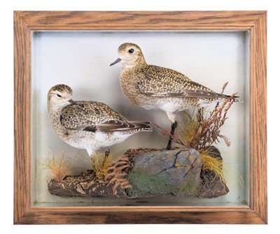 Lot Taxidermy: A Wall Cased Pair of Golden Plovers...