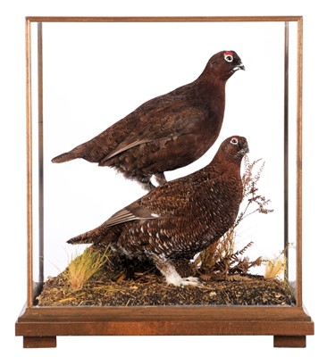 Lot Taxidermy: A Cased Pair of Red Grouse (Lagopus...