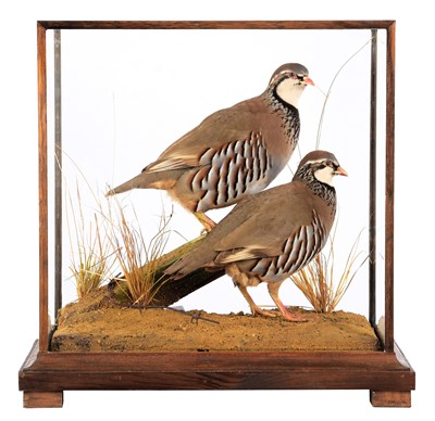 Lot 23 - Taxidermy: A Cased Pair of Red-legged...