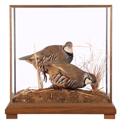 Lot Taxidermy: A Cased Pair of Red-legged...