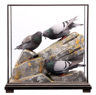 Lot Taxidermy: A Cased Trio of Rock Doves (Columba...