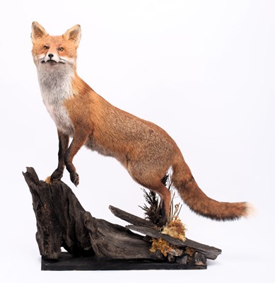 Lot Taxidermy: European Red Fox (Vulpes vulpes),...
