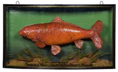 Lot Taxidermy: A Cased Giant Goldfish (Carassius...