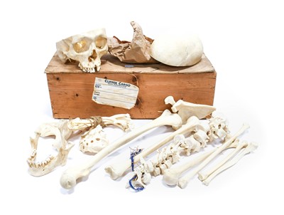 Lot 207 - Medical Human Partial Skeleton