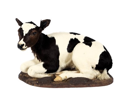 Lot Taxidermy: A Holstein Friesian Cow Calf (Bos...