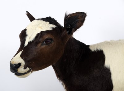 Lot Taxidermy: A Holstein Friesian Cow Calf (Bos...