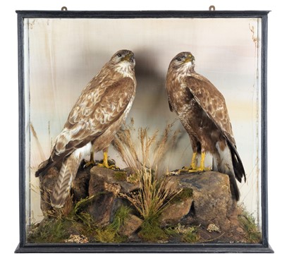 Lot Taxidermy: A Cased Pair of Common Buzzards...