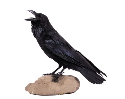 Lot Taxidermy: A Common Raven (Corvus corax),...