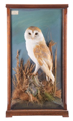 Lot 115 - Taxidermy: A Cased European Barn Owl (Tyto...