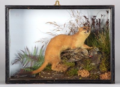 Lot 1243 - Taxidermy: A Cased European Stoat (Mustela...