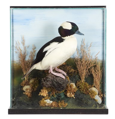 Lot 70 - Taxidermy: A Cased Bufflehead Duck (Bucephala...