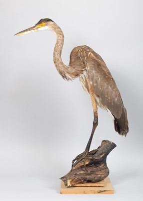 Lot 1236 - Taxidermy: An American or Great Blue Heron...