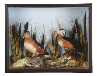 Lot Taxidermy: A Cased Pair of African Pygmy Geese...