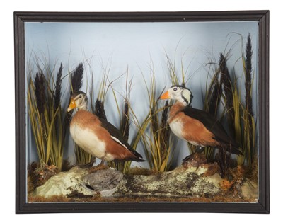 Lot 176 - Taxidermy: A Cased Pair of African Pygmy Geese...