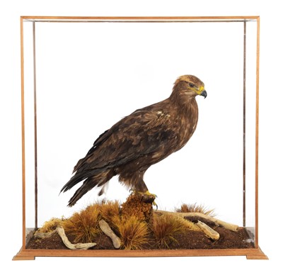 Lot 75 - Taxidermy: A Cased Steppe Eagle (Aquila...