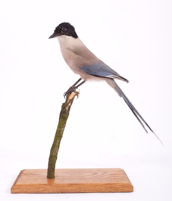 Lot 1140 - Taxidermy: Azure-Winged Magpie (Cyanopica...