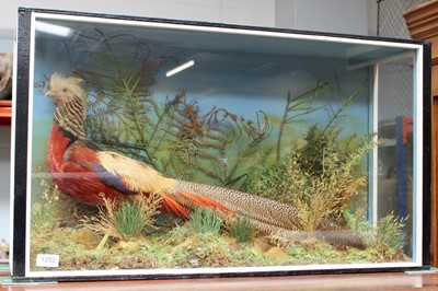 Lot 1252 - Taxidermy: A Cased Golden Pheasant...