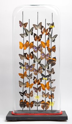 Lot Entomology: A Large Colourful Display of...