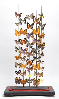 Lot Entomology: A Large Colourful Display of...