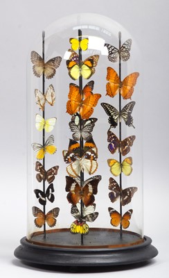 Lot 401 - Entomology: A Colourful Display of Tropical...