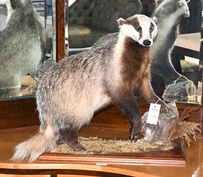 Lot 1238 - Taxidermy: European Badger (meles meles), late...