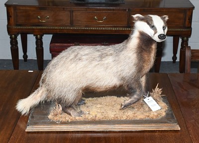 Lot 1235 - Taxidermy: European Badger (meles meles), late...