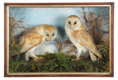 Lot Taxidermy: A Cased Pair of European Barn Owls...