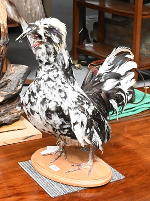 Lot 1237 - Taxidermy: An Unusual Houdan Bantam Chicken...