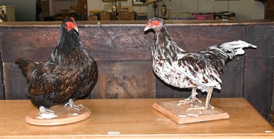 Lot 1246 - Taxidermy: A Barnevelder Hen & Indian Game Hen,...